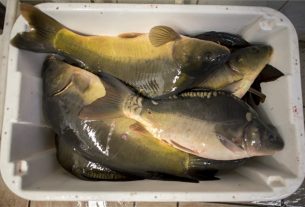 Ponty halárak karácsony