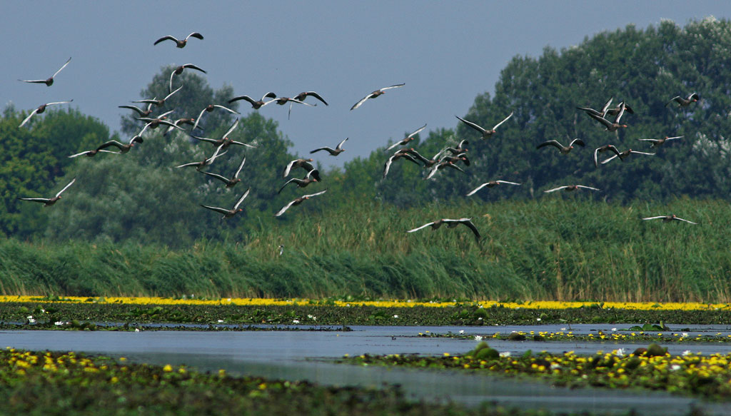 Tisza-tó