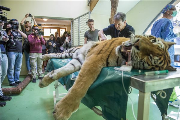 Megműtötték a Szegedi Vadaspark tigrisét