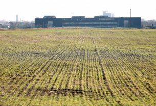 Szeged, őszi búza, búza, vetés, január, tél, mezőgazdaság, termés, gabona, gazdaság