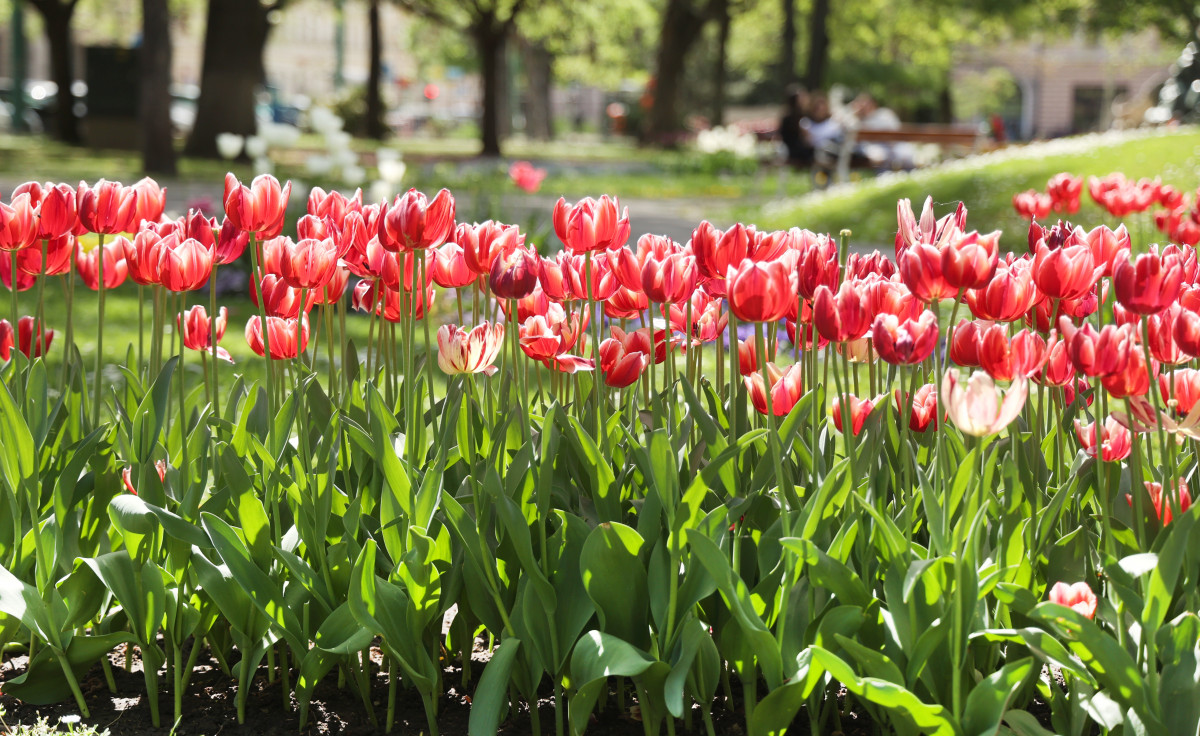 Szeged, tulipán, virág, tavasz, időjárás, Széchenyi tér
