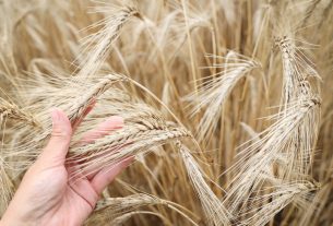 Szeged, érik, búza, föld, mezőgazdaság, gabona