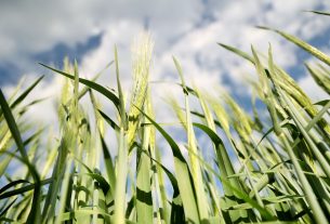 Deszk, mezőgazdaság, földművelés, föld, termőföld, búza, kalászos