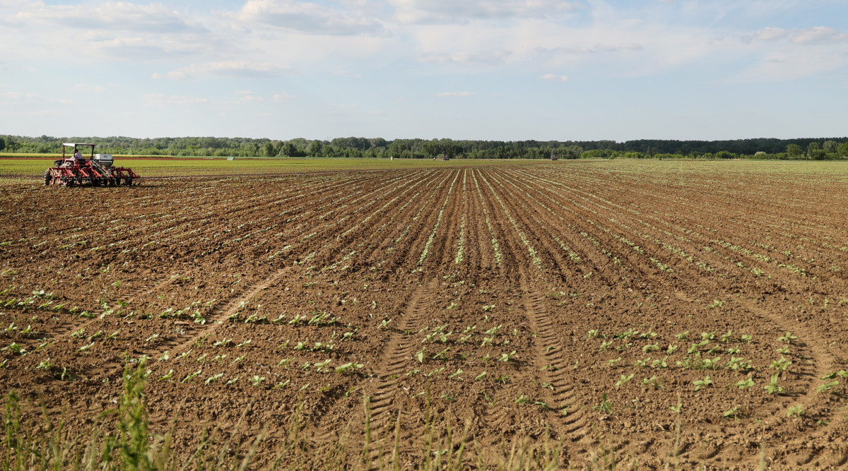 Deszk, mezőgazdaság, traktor, földművelés, föld, termőföld