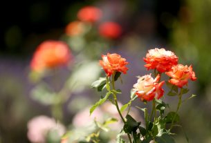 Szeged, Nyári virágkavalkád, levendula, természet, Füvészkert