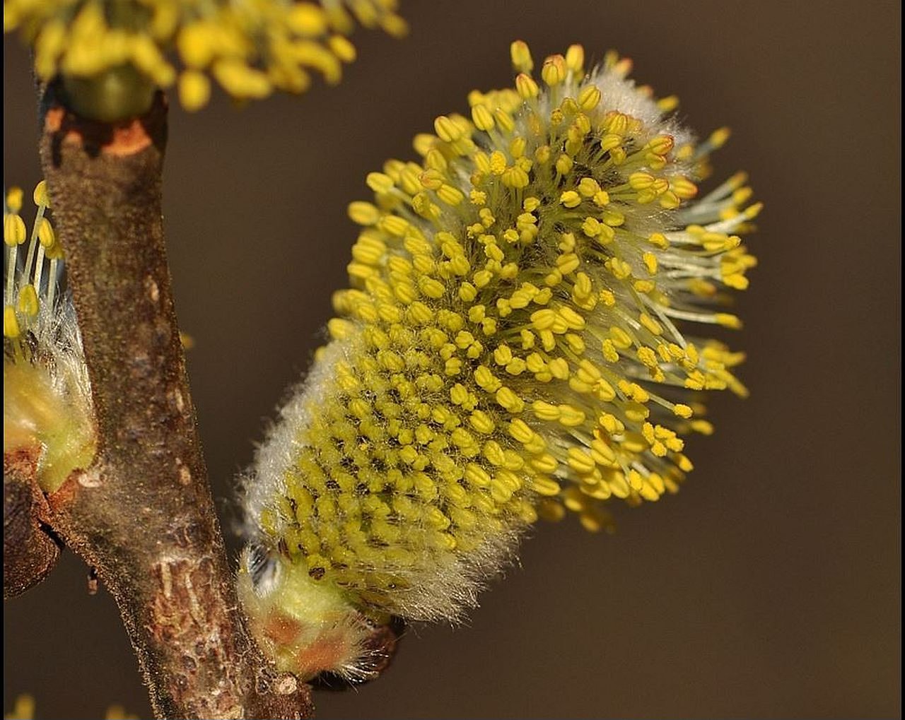 A kecskefűz lett az év fája